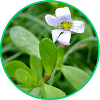 bacopa-ingredient-featured